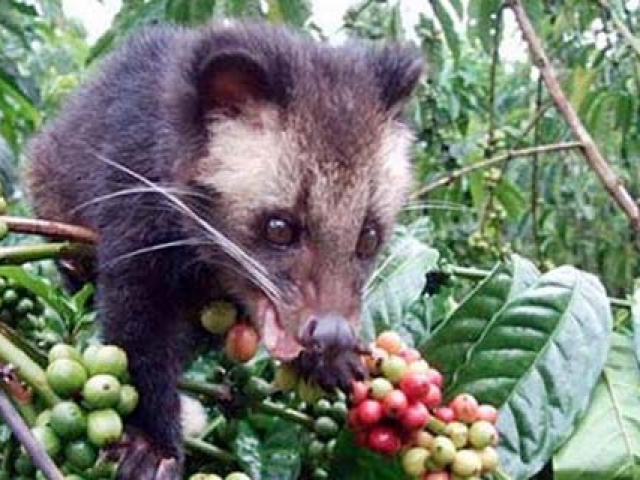 Bali-Coffee-Plantation