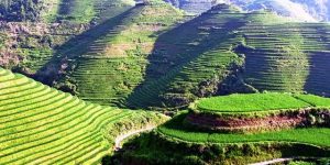 Read more about the article Bukit Jambul Rice Terrace