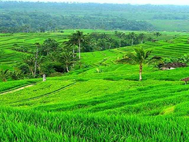 Jatiluwih-Rice-Terrace