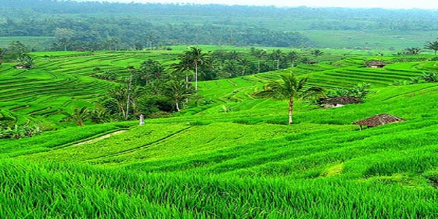 Read more about the article Jatiluwih Rice Terrace