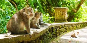 Read more about the article Ubud Monkey Forest