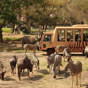 Safari Park and Ubud Tour